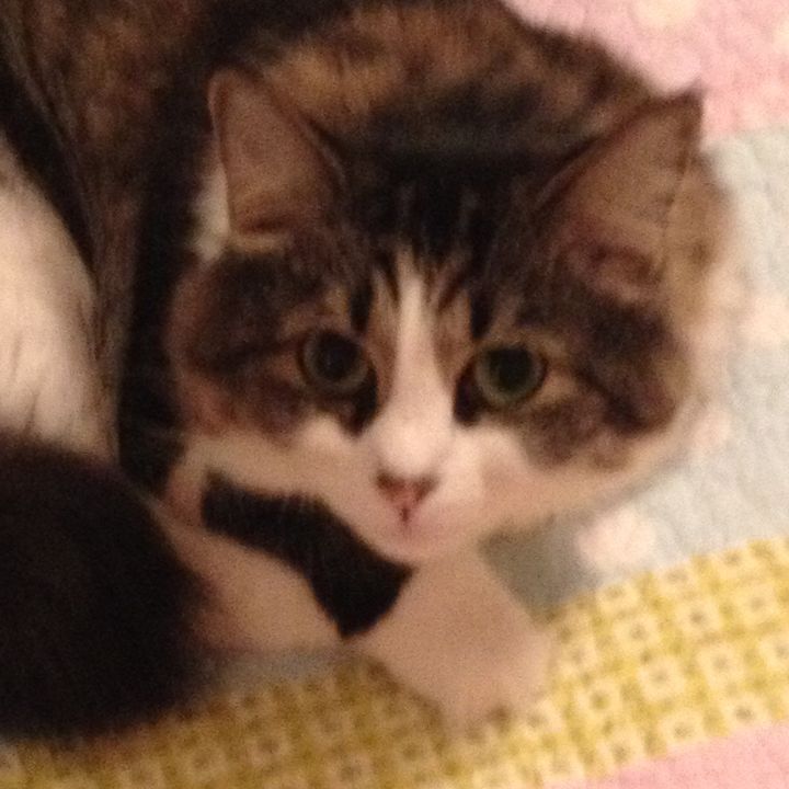 Profile Picture of maggierayhulett (@thisis_nataliesfanclub) on Tiktok