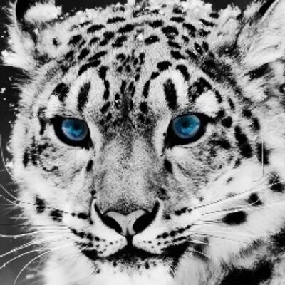 Profile Picture of Andrew Boland (@bolandandrew) on Twitter