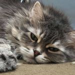 Profile Picture of Gayle Whiteley Harrop (@jazzy_siberian_catitude) on Instagram