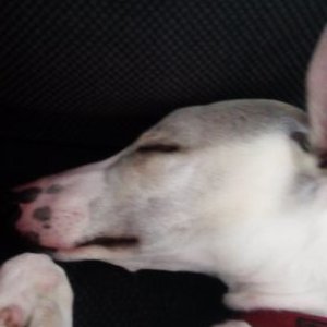 Profile Picture of Jason Annis Whippet (@JasonAnniss) on Twitter