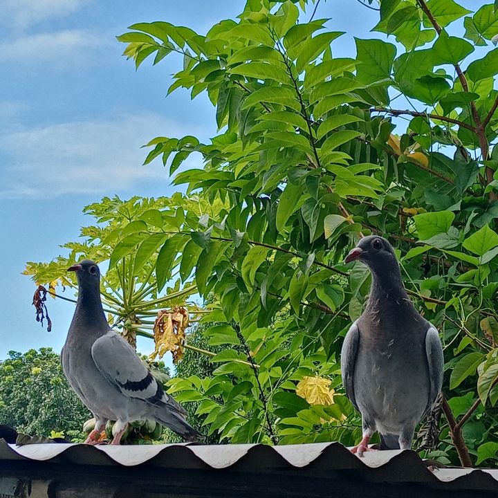 Arron Loft🕊️🥀 - Tiktok Profile Picture of Arron Loft🕊️🥀 (@arroncorpuz) on Tiktok