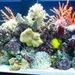 Profile Picture of Tony Sullivan (@coralreefinc) on Pinterest