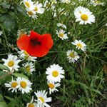 Profile Picture of Sandra Barry (@sandrabarry8309) on Instagram