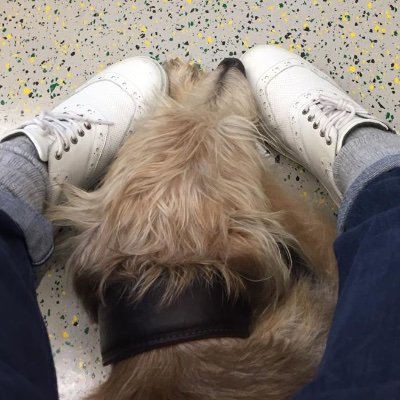 Profile Picture of  🐾Kate Spicer 👣 (@spicerlife) on Twitter