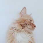 Profile Picture of Jessica Weiser (@jessicaweiser_personal) on Instagram