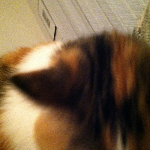 Profile Picture of Dianne Berardicurti (@dberardicurti) on Poshmark