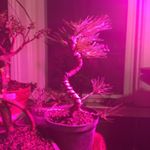 Profile Picture of David Vaughn Bonsai (@divinedickenergybonsai) on Instagram