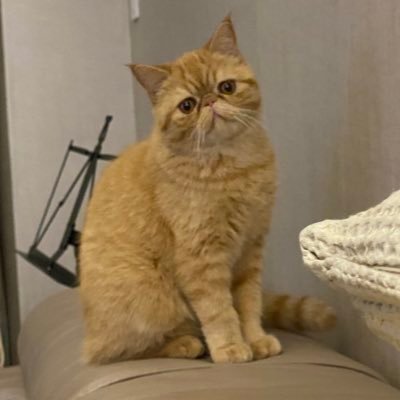 Profile Picture of Ada Au Yeung (@AdaAuYeung1) on Twitter