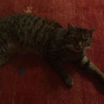 Profile Picture of Paula Lauermann (@jimmy_my_cat_) on Instagram