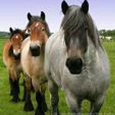 Profile Picture of Allison Prestridge (@allisonp4867) on Twitter