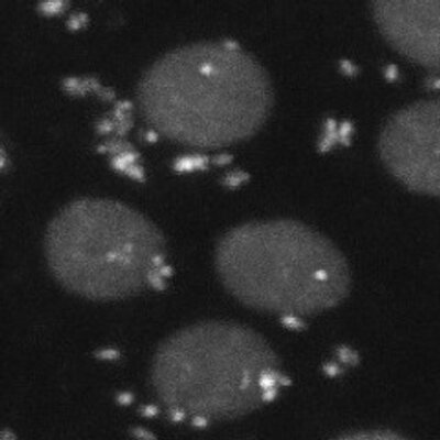 Profile Picture of Luis Teixeira (@lmvteixeira) on Twitter