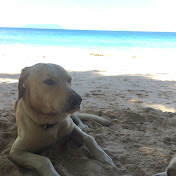 Profile Picture of Justin Scofield (@DTZFG) on Youtube