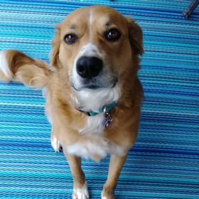 Amanda Bratton - Pinterest Profile Picture of Amanda Bratton (@abrat) on Pinterest