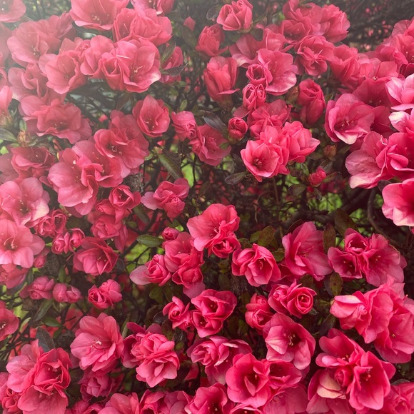 Atesha Chappell - Poshmark Profile Picture of Atesha Chappell (@atesha1120) on Poshmark