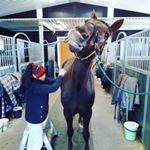 Profile Picture of Anneli Kekki (@hevoshieroja_anneli) on Instagram