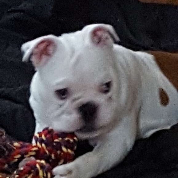 Profile Picture of Ann Hulsen (@and1318) on Poshmark