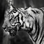Profile Picture of V _G_👑😈 (@vijay_gaikwad__vg) on Instagram