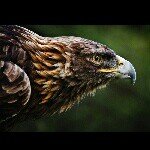 Thomas Troxler - Instagram Profile Picture of Thomas Troxler (@junkmaster_t) on Instagram