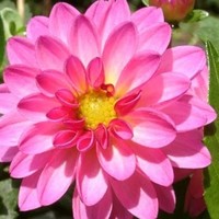 Profile Picture of Dulce Medina (@dulce-medina-9) on Quora