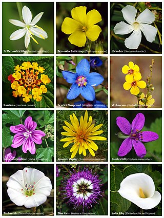 Profile Picture of Floweron Wikipedia