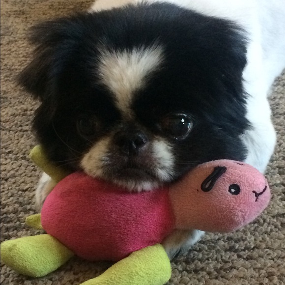 Profile Picture of Rebecca Polchinski (@beccap517) on Poshmark