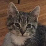 Profile Picture of Tripp George The Cat (@buddymantripp) on Instagram