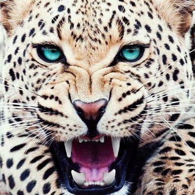 Profile Picture of Jose Ortiz Morales (@iJoshJack) on Twitter