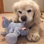 Profile Picture of Janet Cohen (@janet.cohen.79) on Instagram