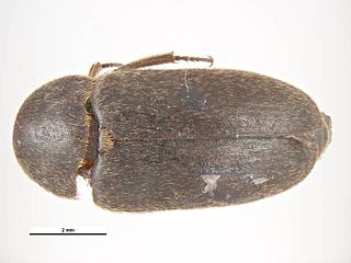 Profile Picture of Dermestes ateron Wikipedia