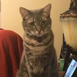 Profile Picture of Kevin P. McVay (@kibgxercescat) on Instagram