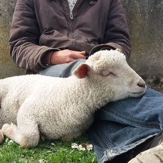 Profile Picture of Laferme d'Yvonne (@yvonne.ferme) on Facebook
