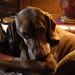 Profile Picture of Nicholas Jarvis (@jarvis1859) on Pinterest