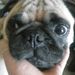 Profile Picture of Zachary Dufault (@puglover143zd) on Pinterest