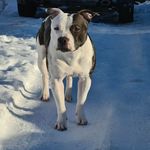 Profile Picture of 💎Norrfrostens Albert💎 