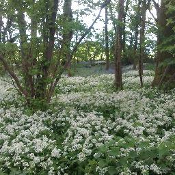 Profile Picture of Jonathan Toney (@WildGarlicUK) on Twitter