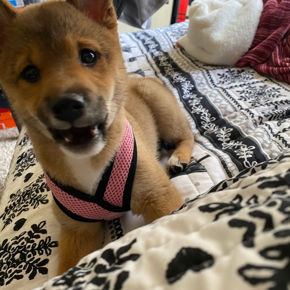 Profile Picture of Jade Silva (@jskye878) on Poshmark