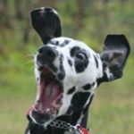 Profile Picture of лиса (@kreker8800) on Instagram