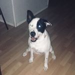 Profile Picture of Rocky James Hageman (@rocky_4768) on Instagram