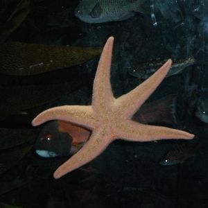 Profile Picture of Sara Levi (@sllevi) on Myspace