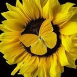 Profile Picture of Lori Anne Lang Weaver (@aloraweaver) on Instagram
