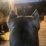Profile Picture of Adam Zuniga (@rgv_canecorsokennel) on Instagram