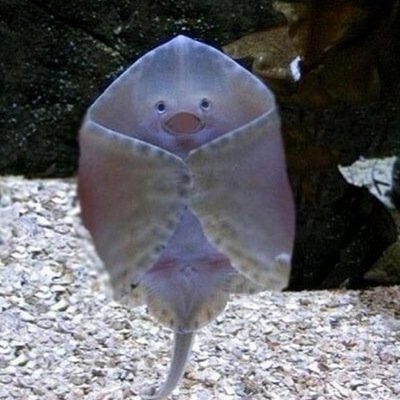 Profile Picture of Bo Jenkins (@bojenkins13) on Twitter