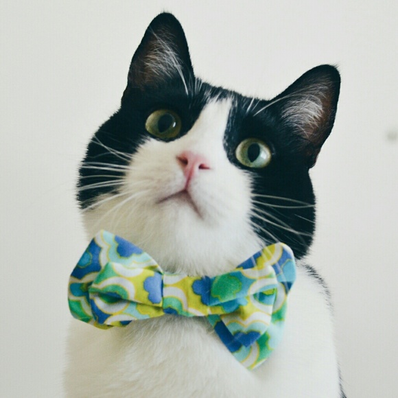 Profile Picture of Megan Choi (@moomoochoi) on Poshmark