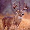 Profile Picture of Bryce Duffy (@bryceduffy4) on Tiktok