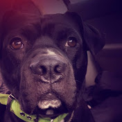 Profile Picture of Brookie Schrecengost (@brookieschrecengost8492) on Youtube