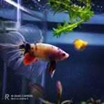 Profile Picture of second account. (@joseph_apriliansyah) on Instagram