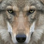 Profile Picture of Danielshields (@danny.shieldss) on Instagram