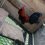 Profile Picture of Dario Aviles (@Dario-Aviles) on Facebook