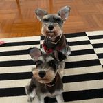 Profile Picture of Brutus and Billie (@brutusandbillie) on Instagram