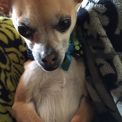 Profile Picture of Jodie Shields (@jzshields) on Twitter